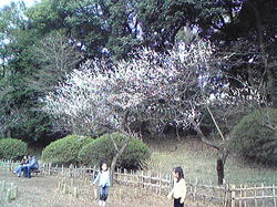 arisugawa2.jpg