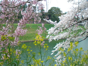 chidorigafuti2012042.JPG