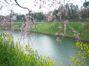 chidorigafuti2012043.JPG
