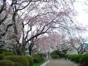 chidorigafuti2012044.JPG
