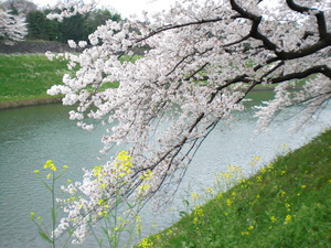 chidorigafuti2012046.JPG