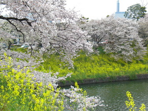 chidorigafuti2012047.JPG