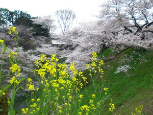 chidorigafuti2012049.JPG