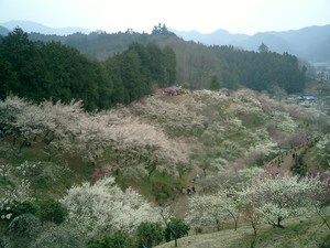 oume2006.JPG