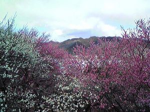 oume201203254.jpg